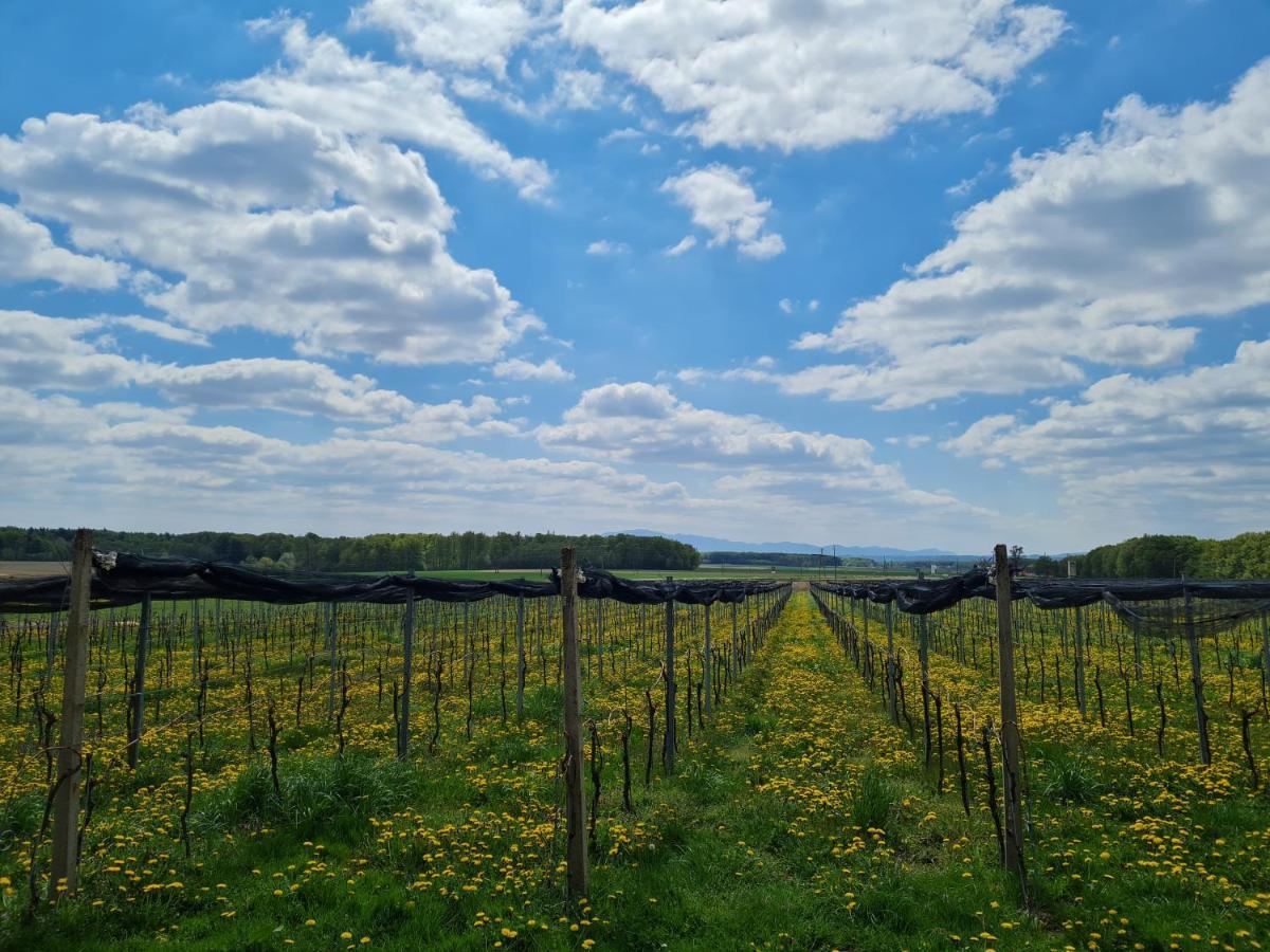 Wine Paradise Glavinic Miklavz pri Ormozu ภายนอก รูปภาพ